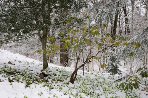 Reeves-Reed Arboretum, Union County, NJ 03 11 (6288SA).jpg